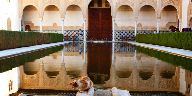 Os gatos de Alhambra